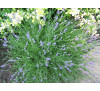 Лаванда вузьколиста , англійська, насіння ( Lavandula officinalis)